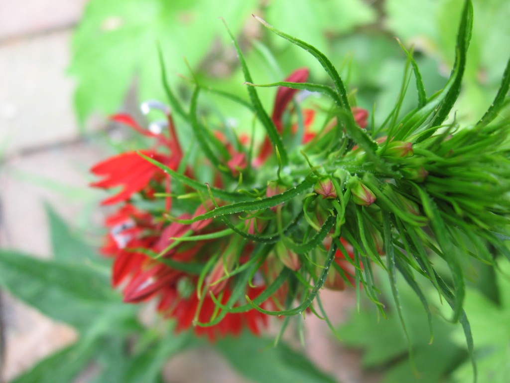 Lobelia cardinalis The garden of the Sanguine Root.  The Overbrook neighborhood of Philadelphia Pennsylvania 