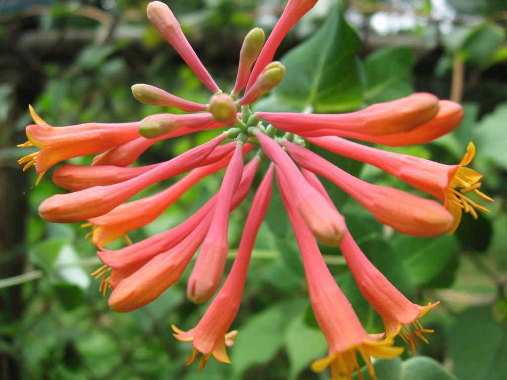 Lonicera sempervirens, The garden of the Sanguine Root.  The Overbrook neighborhood of Philadelphia Pennsylvania 