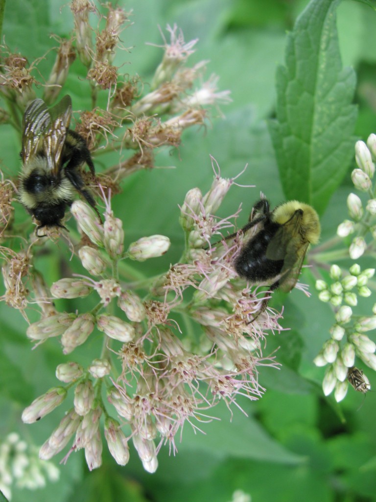 Joe-Pye weed,  The garden of the Sanguine Root.  The Overbrook neighborhood of Philadelphia Pennsylvania 