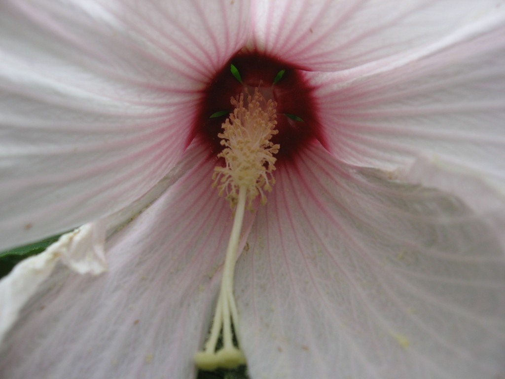 Hibiscus moscheutos, The garden of the Sanguine Root.  The Overbrook neighborhood of Philadelphia Pennsylvania 