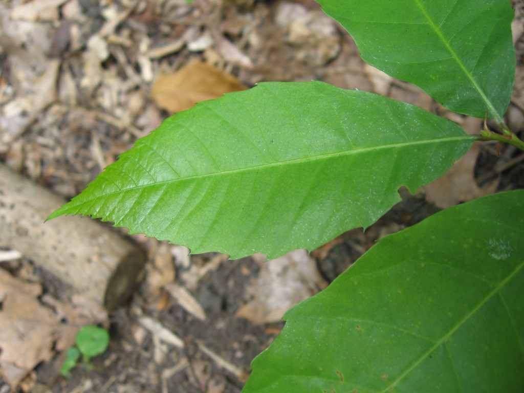 American Chestnut seedling, Morris Park, Philadelphia