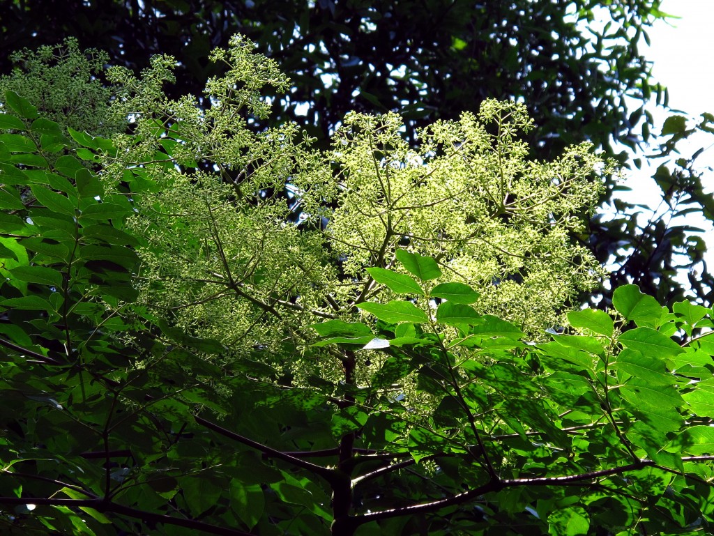 Hercules club, the native Aralia spinosa blooms in Tallahasee Florida, July 11, 2011