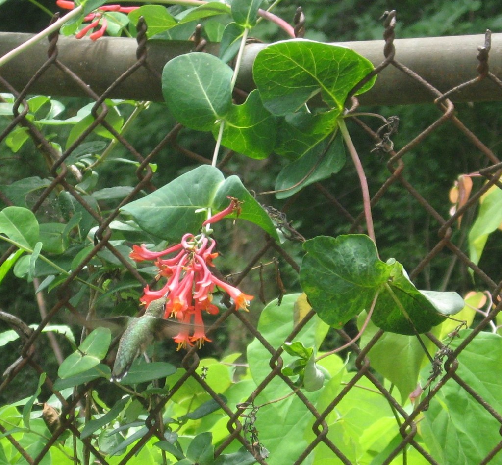 The Hummingbird Garden of The Sanguine Root,  Overbrook, West Philadelphia