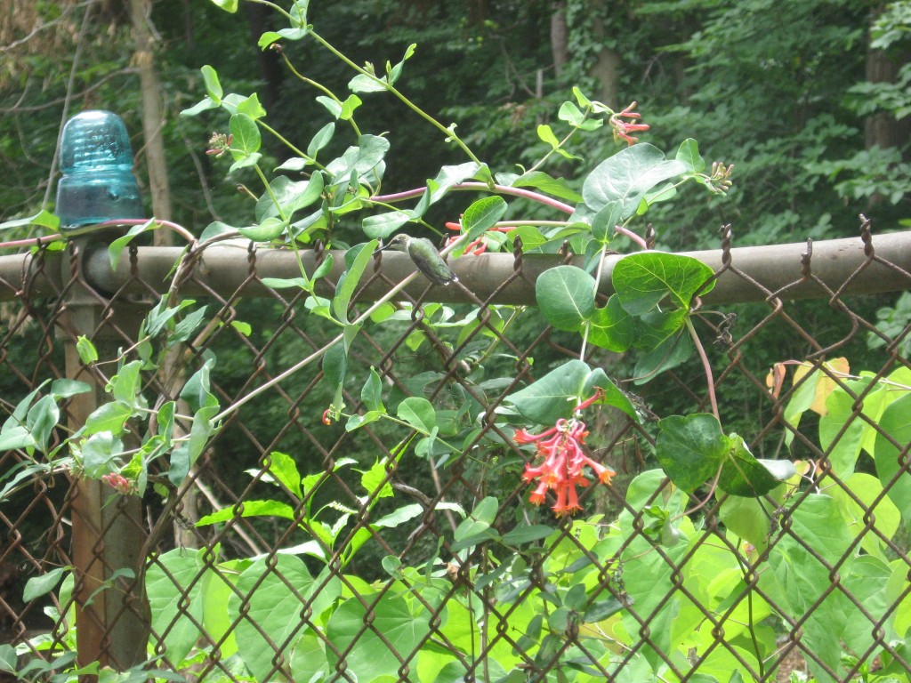 The Hummingbird Garden of The Sanguine Root,  Overbrook, West Philadelphia