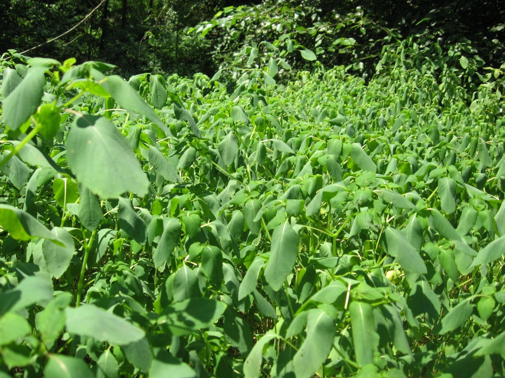 A forest of Impatiens capensis, Jewelweed, West Fairmount Park, Horticultural Center, Philadelphia Pennsylvania