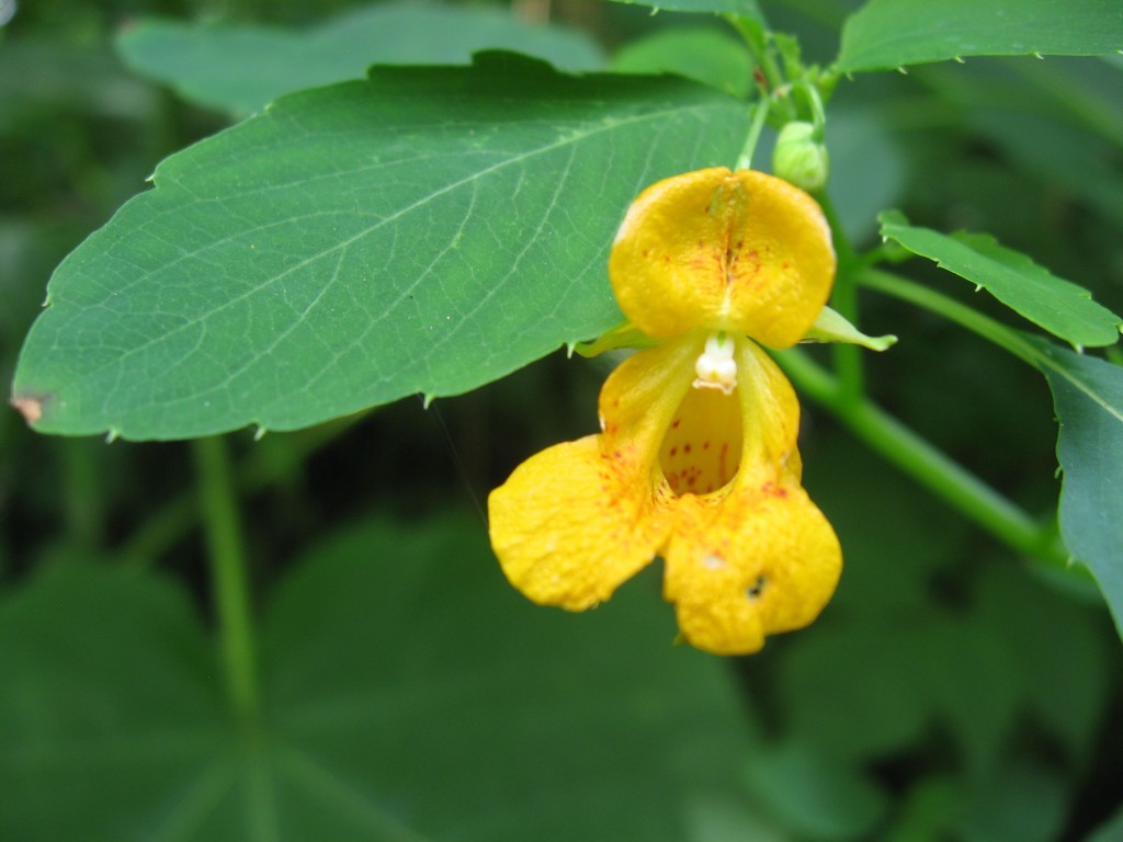 A forest of Impatiens capensis, Jewelweed, West Fairmount Park, Horticultural Center, Philadelphia Pennsylvania
