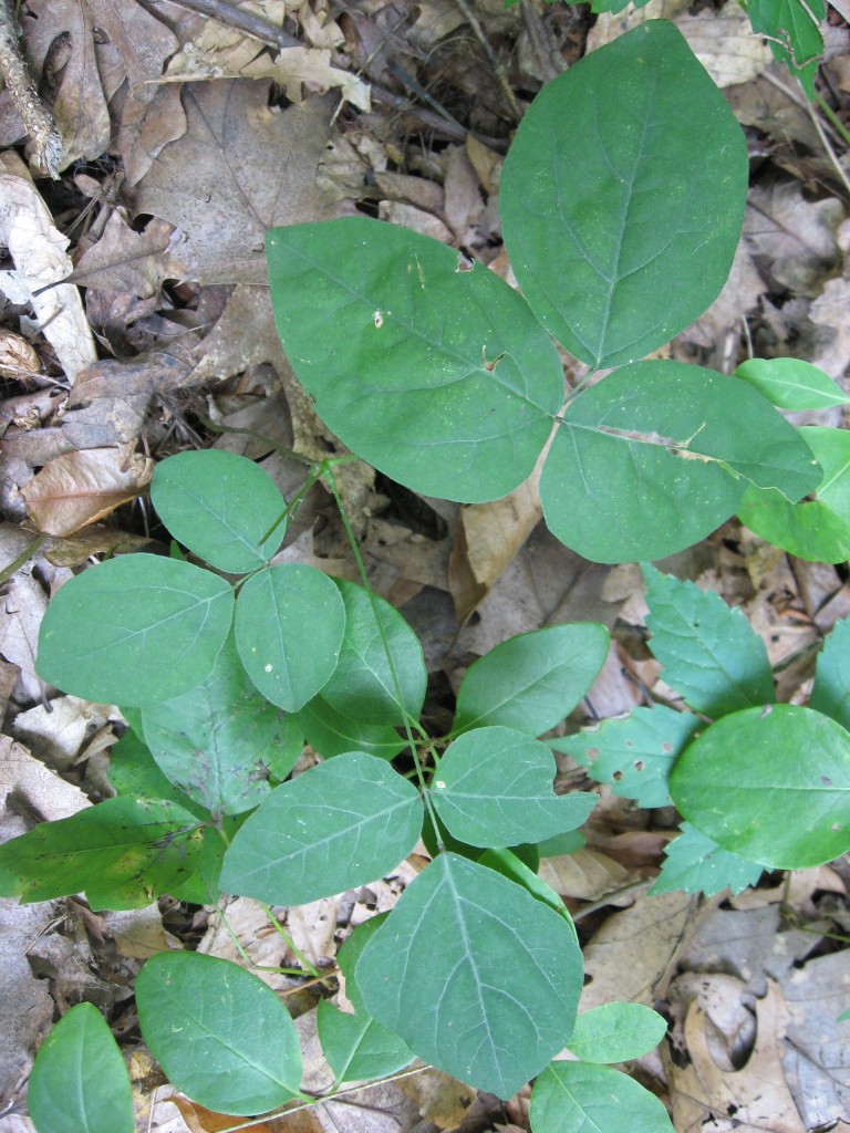 Naked-flowered Tick-trefoil (Desmodium nudiflorum) blooms in Morris Park, Philadelphia