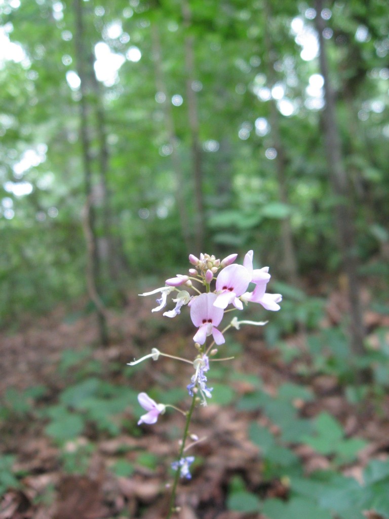 Naked-flowered Tick-trefoil (Desmodium nudiflorum) blooms in Morris Park, Philadelphia