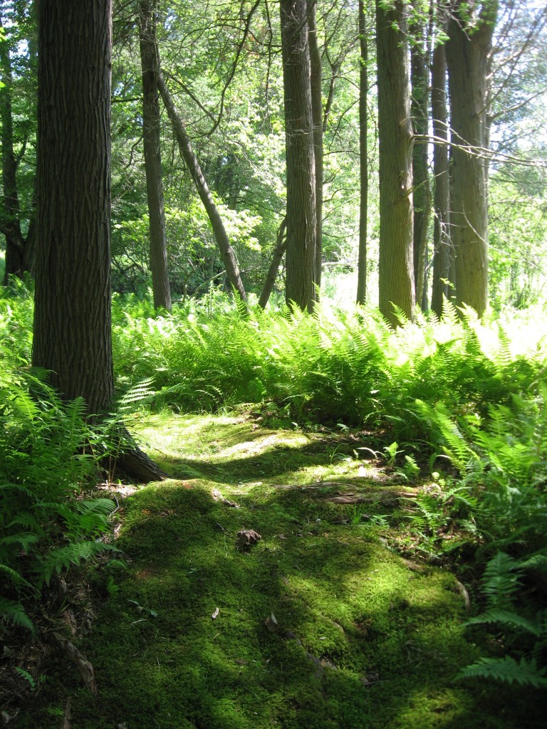 Norcross Wildlife Sanctuary, Wales, Massachusetts