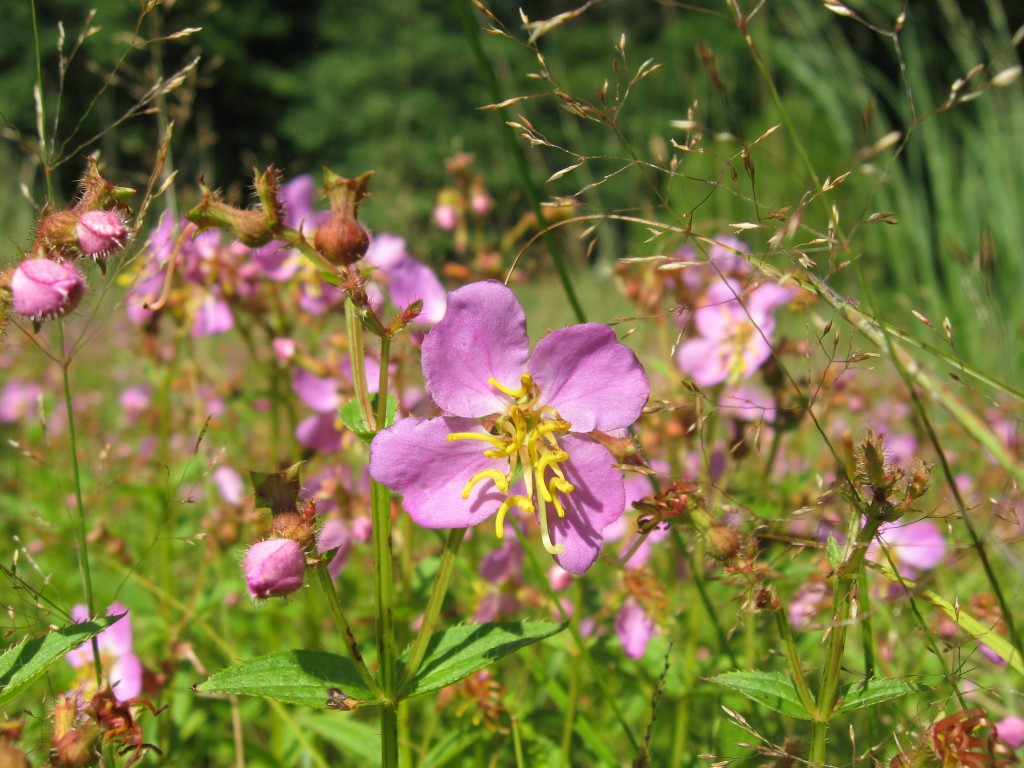 Norcross Wildlife Sanctuary, Wales, Massachusetts