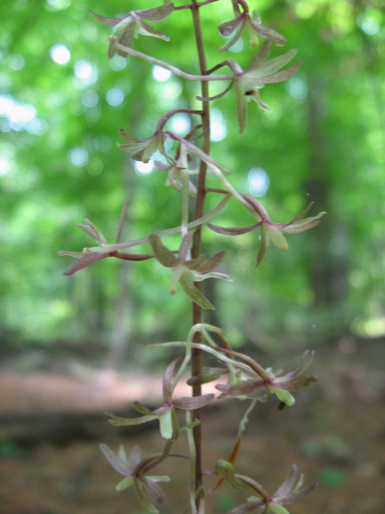 Cranefly orchid (Tipularia discolor), Fairmount Park, Philadelphia, Pennsylvania