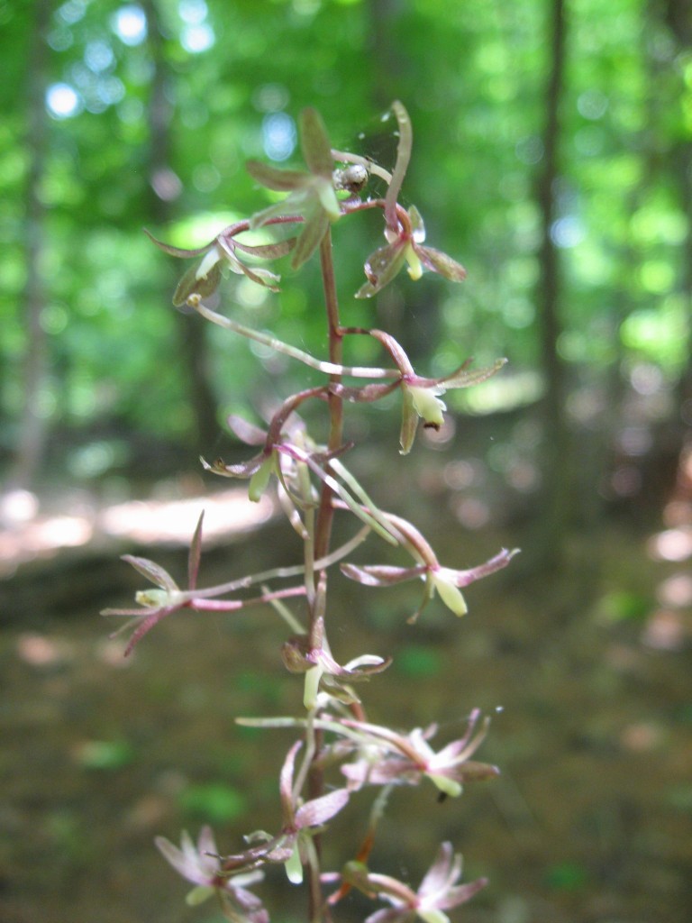 Cranefly orchid (Tipularia discolor), Fairmount Park, Philadelphia, Pennsylvania