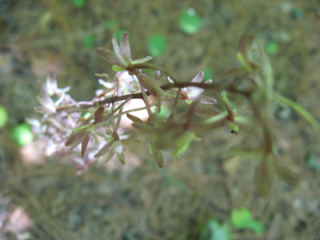 Cranefly orchid (Tipularia discolor), Fairmount Park, Philadelphia, Pennsylvania