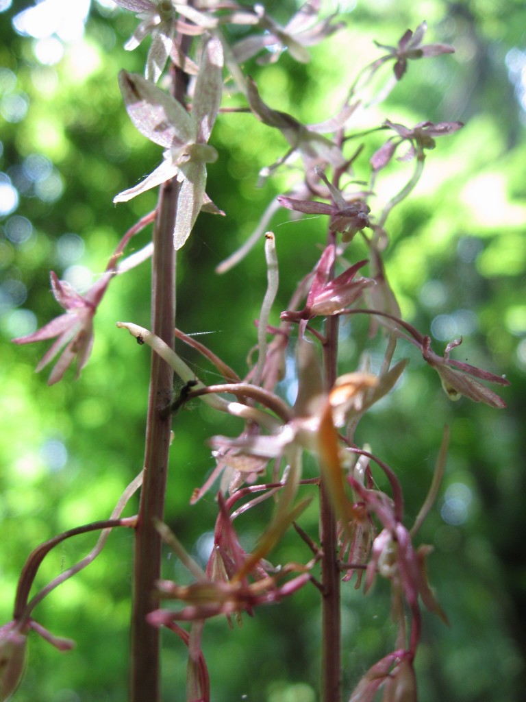 Cranefly orchid (Tipularia discolor), Fairmount Park, Philadelphia, Pennsylvania