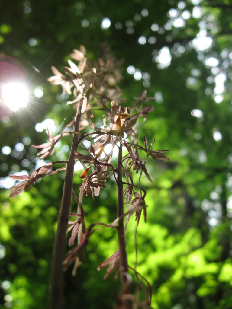 Cranefly orchid (Tipularia discolor), Fairmount Park, Philadelphia, Pennsylvania