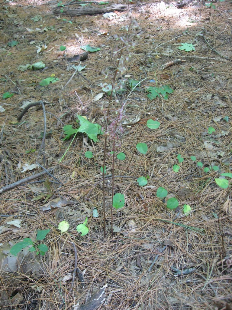 Cranefly orchid (Tipularia discolor), Fairmount Park, Philadelphia, Pennsylvania