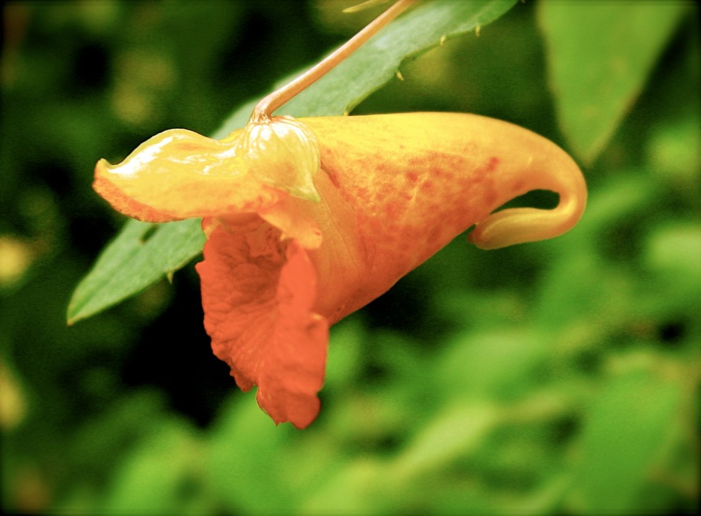 The Hummingbird Garden of The Sanguine Root,  Overbrook, West Philadelphia