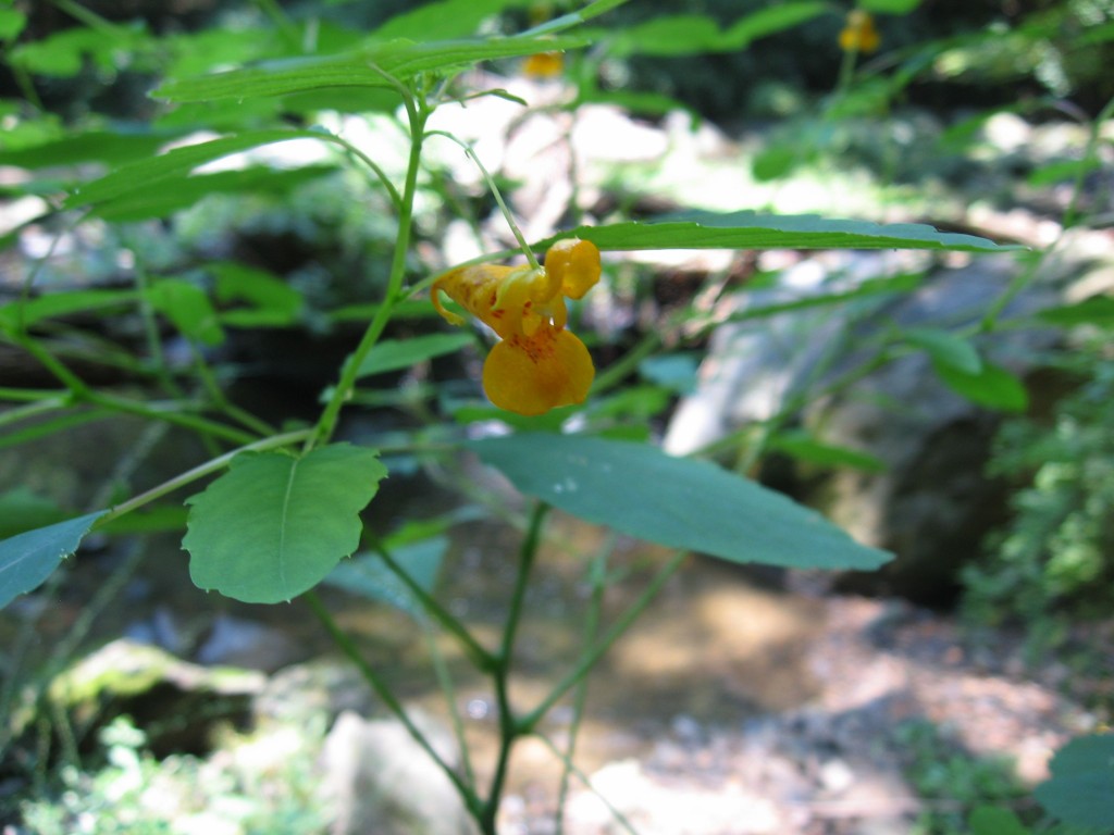 Jewelweed blooms in Morris Park, Philadelphia Jewelweed blooms in Morris Park, Philadelphia