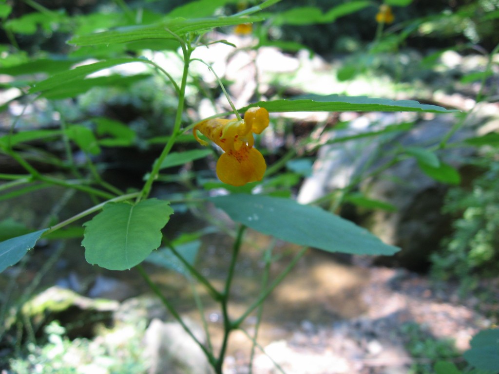 Jewelweed blooms in Morris Park, Philadelphia