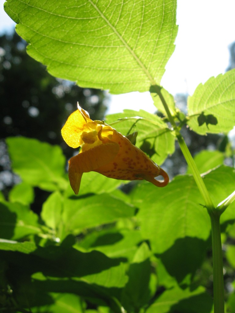 A forest of Impatiens capensis, Jewelweed, West Fairmount Park, Horticultural Center, Philadelphia Pennsylvania