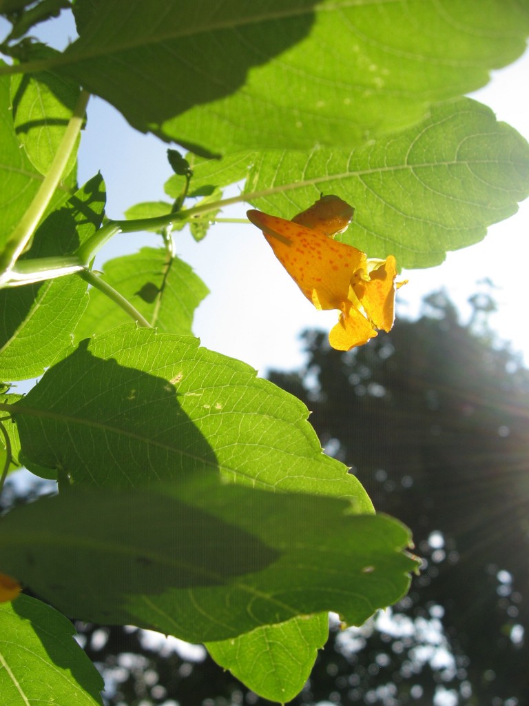 A forest of Impatiens capensis, Jewelweed, West Fairmount Park, Horticultural Center, Philadelphia Pennsylvania