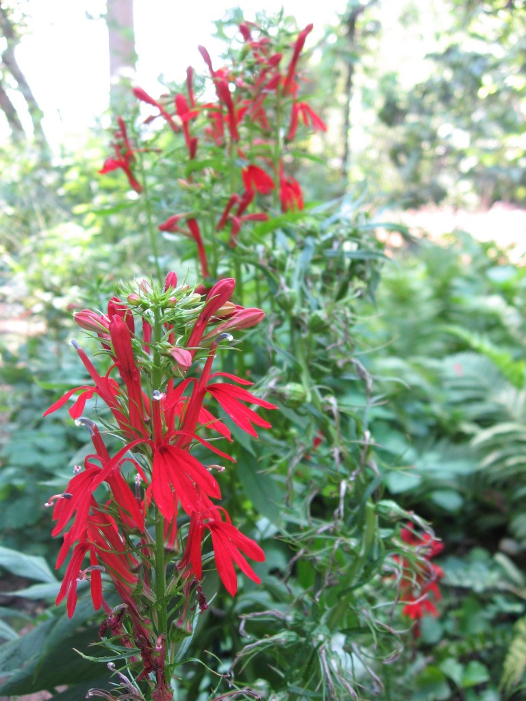 The Hummingbird Garden of The Sanguine Root,  Overbrook, West Philadelphia