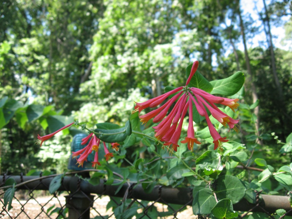 The Hummingbird Garden of The Sanguine Root,  Overbrook, West Philadelphia