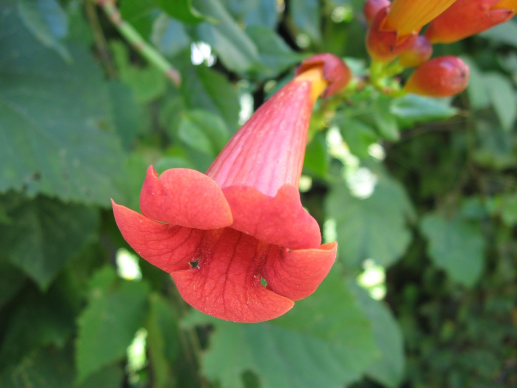 The Hummingbird Garden of The Sanguine Root,  Overbrook, West Philadelphia