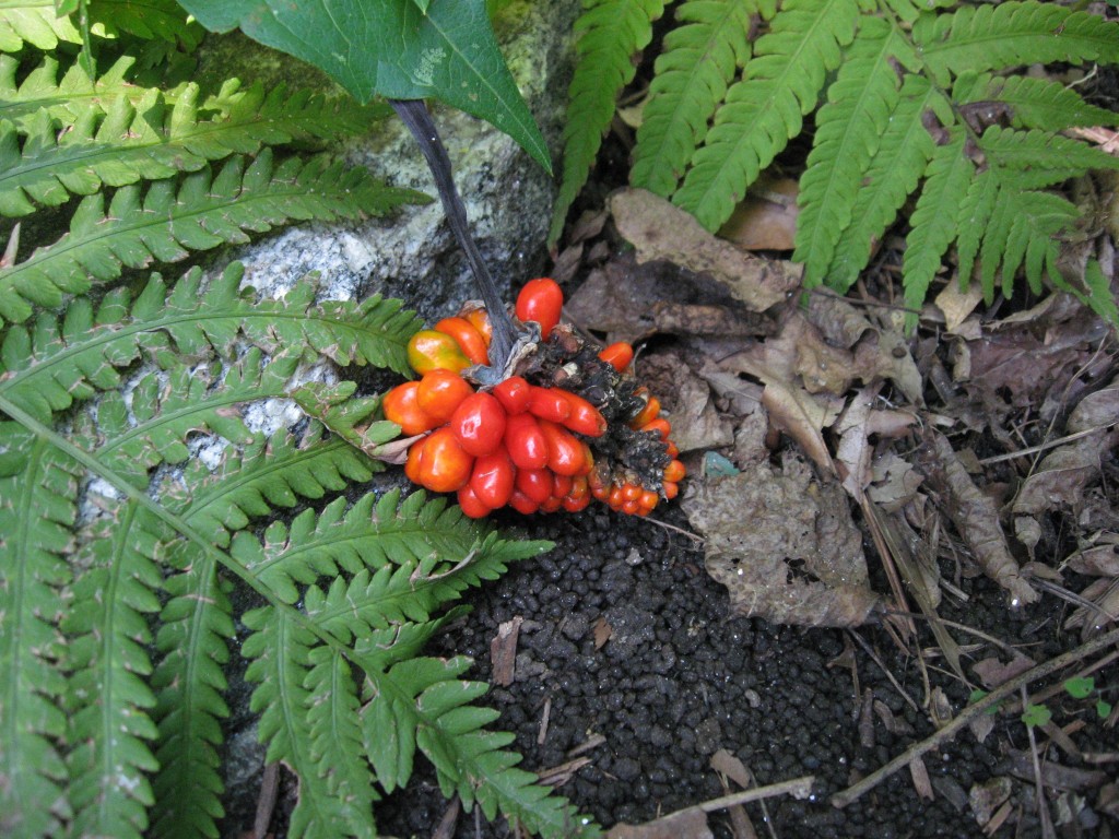 The Hummingbird Garden of The Sanguine Root,  Overbrook, West Philadelphia