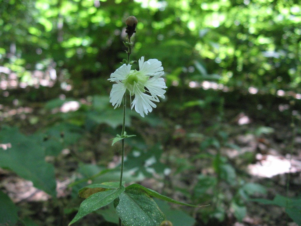 Starry campion (Silene stellata) blooms in Morris Park, Philadelphia, Pennsylvania