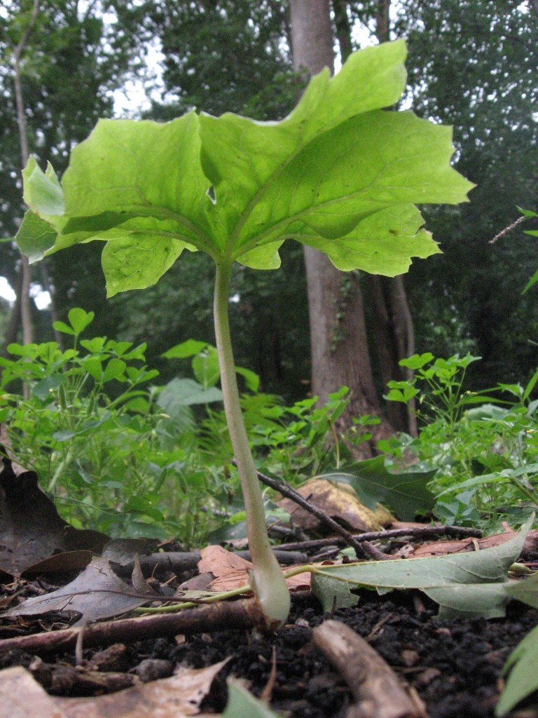 Mayapple grows in Late August, Morris Park, Philadelphia