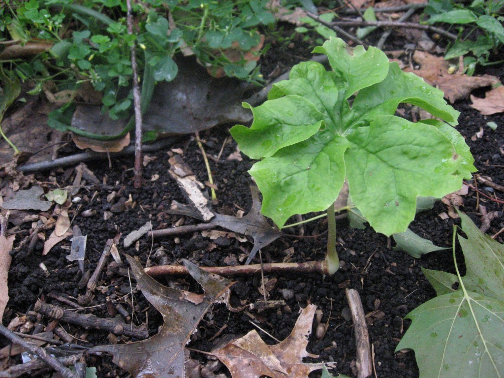 Mayapple grows in Late August, Morris Park, Philadelphia