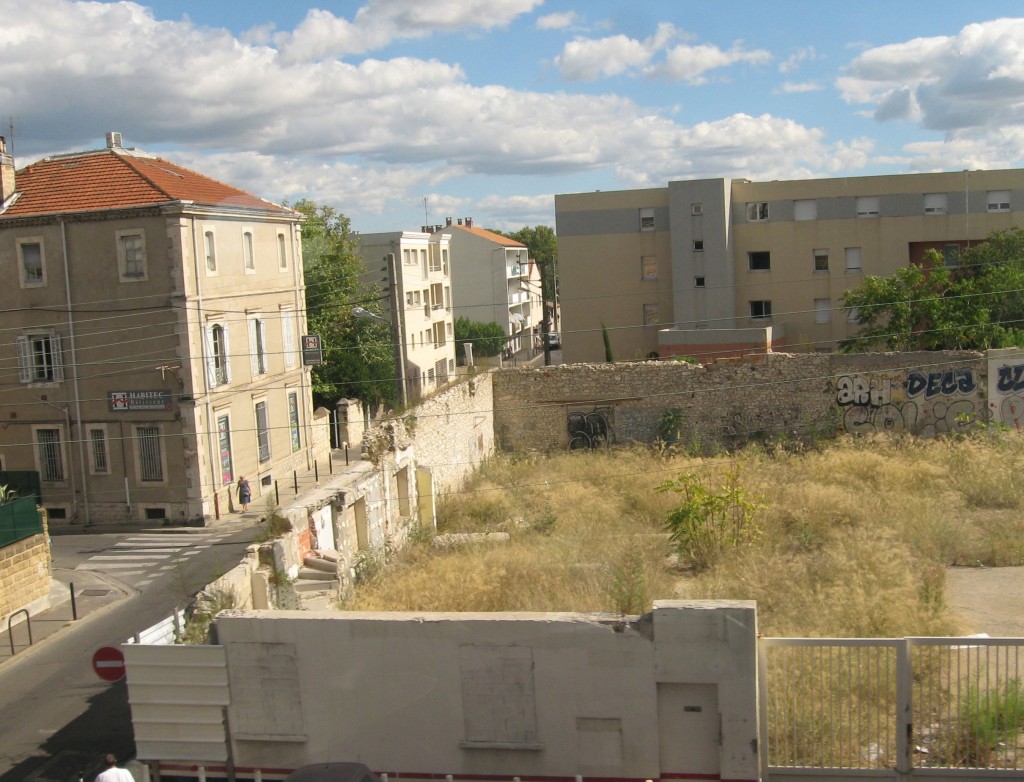 Ailanthus altissima, Tree-of -Heaven, Nimes, France