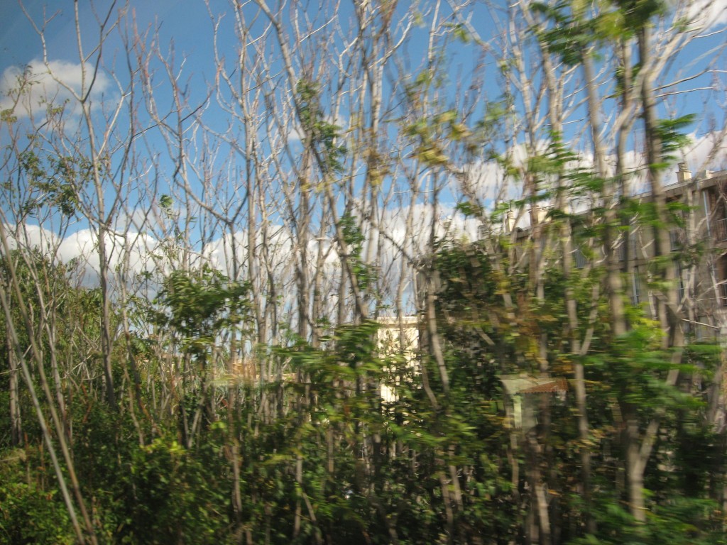 Ailanthus altissima, Tree-of -Heaven, Nimes, France