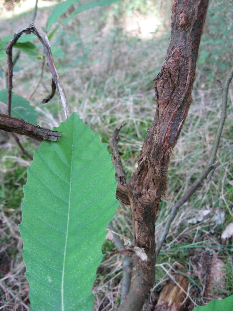 Chestnut trees, Castanea sativa, Les Martys, France