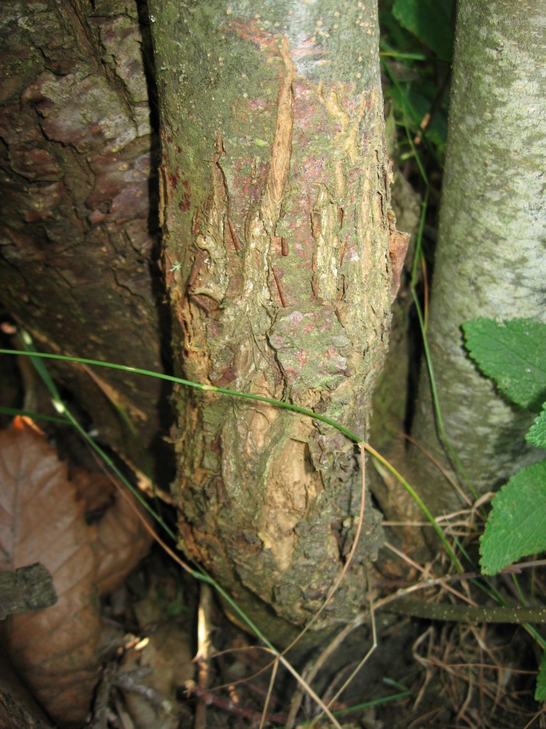 Chestnut trees, Castanea sativa, Les Martys, France