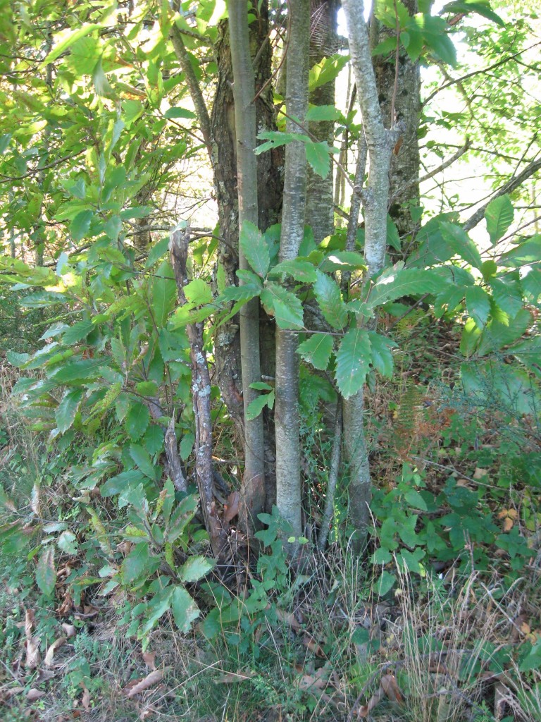 Chestnut trees, Castanea sativa, Les Martys, France