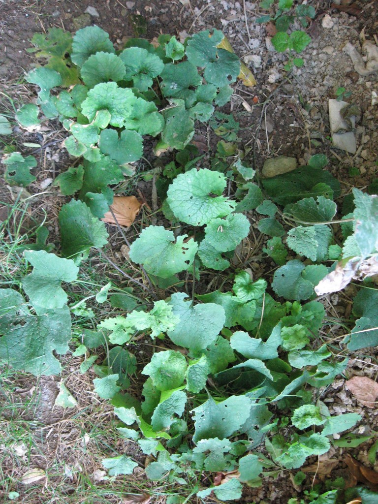 Alliaria petiolata, Garlic Mustard, Salles-La-Source, France