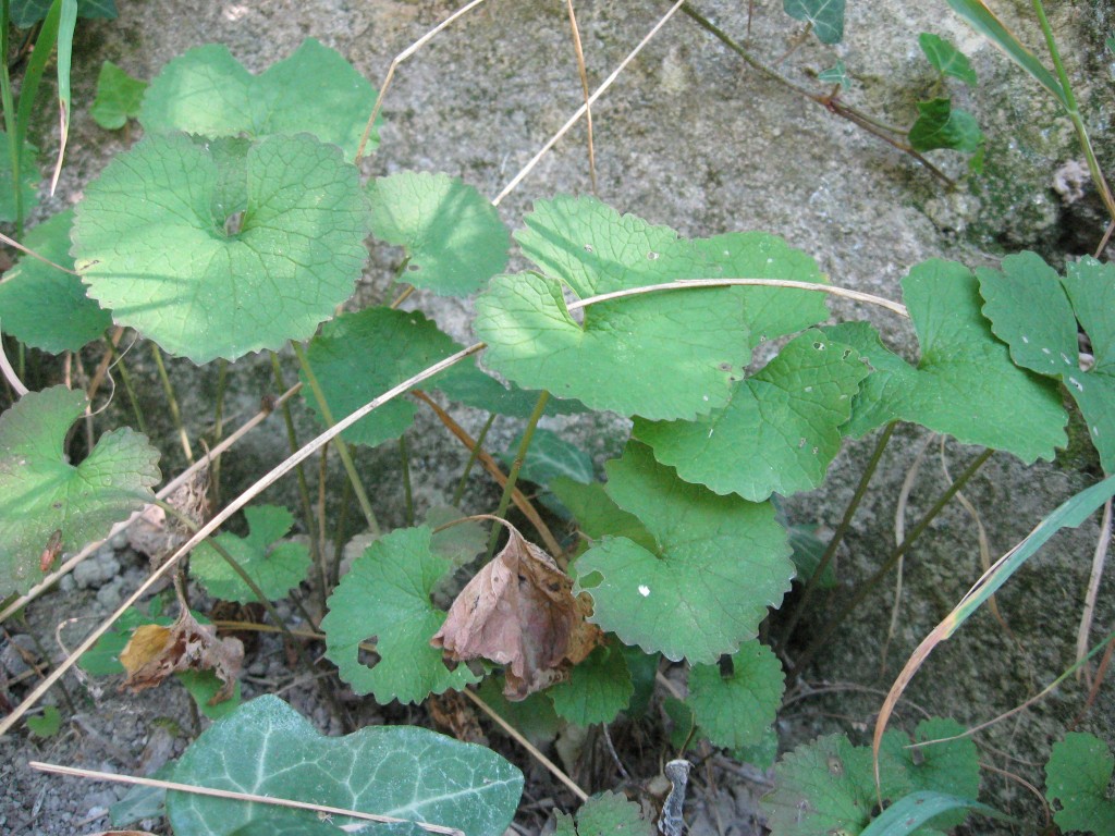 Alliaria petiolata, Garlic Mustard, Salles-La-Source, France