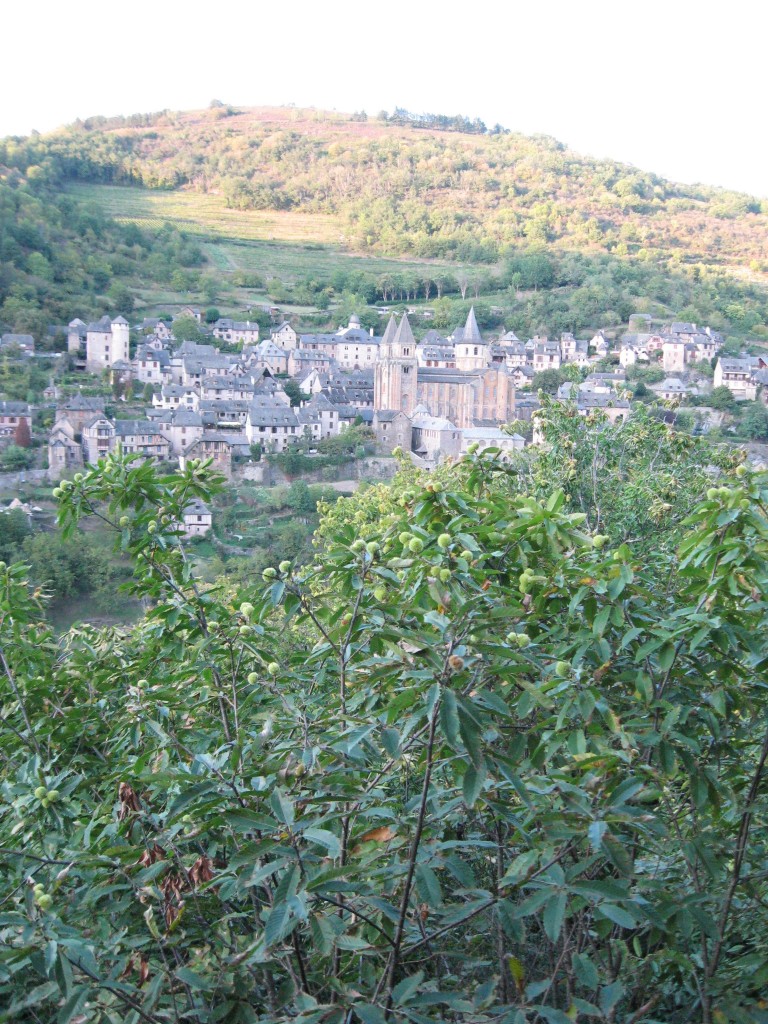 Castanea sativa in Conques, France