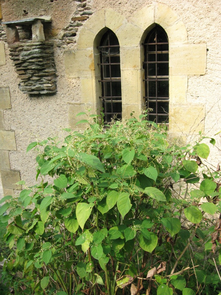 Japanese Knotweed, Belcastel, France