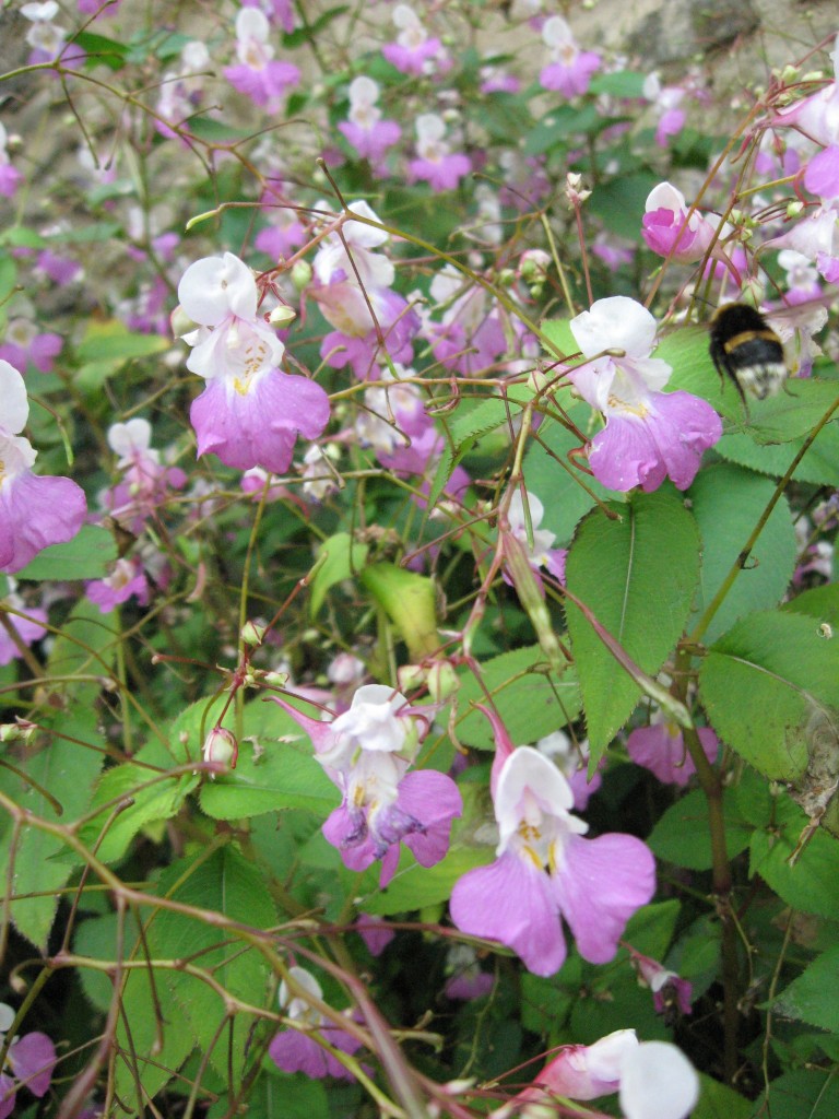 Impatiens balfouri, Belcastel, France