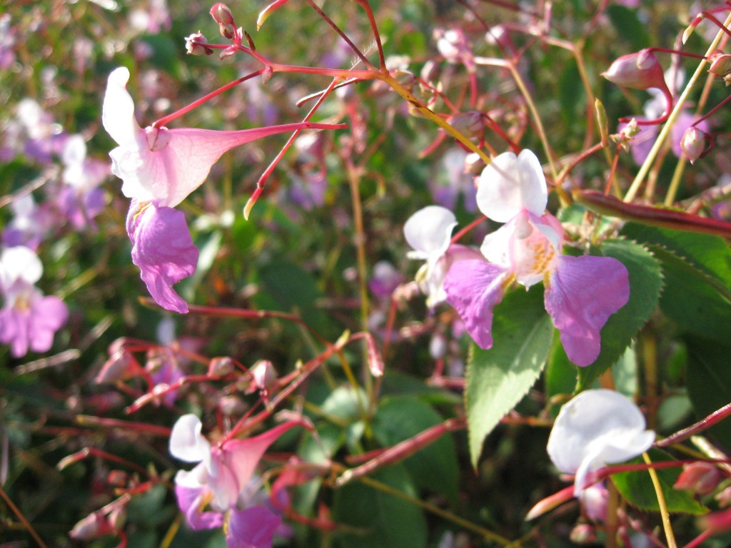 Impatiens balfouri, Aubrac, France