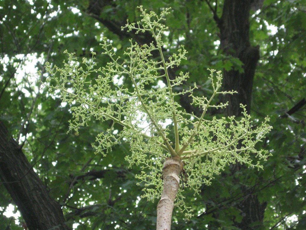 Aralia elata, The Japanese Angelica Tree, Fairmount Park. Philadelphia