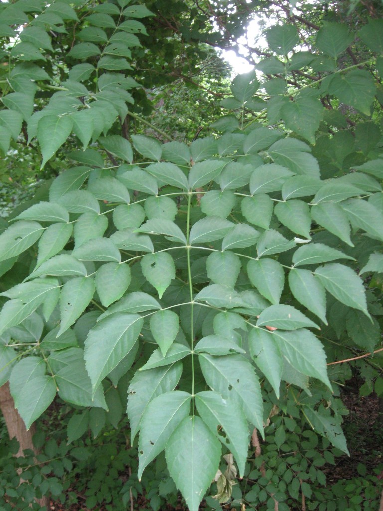 Aralia elata, The Japanese Angelica Tree, Fairmount Park. Philadelphia