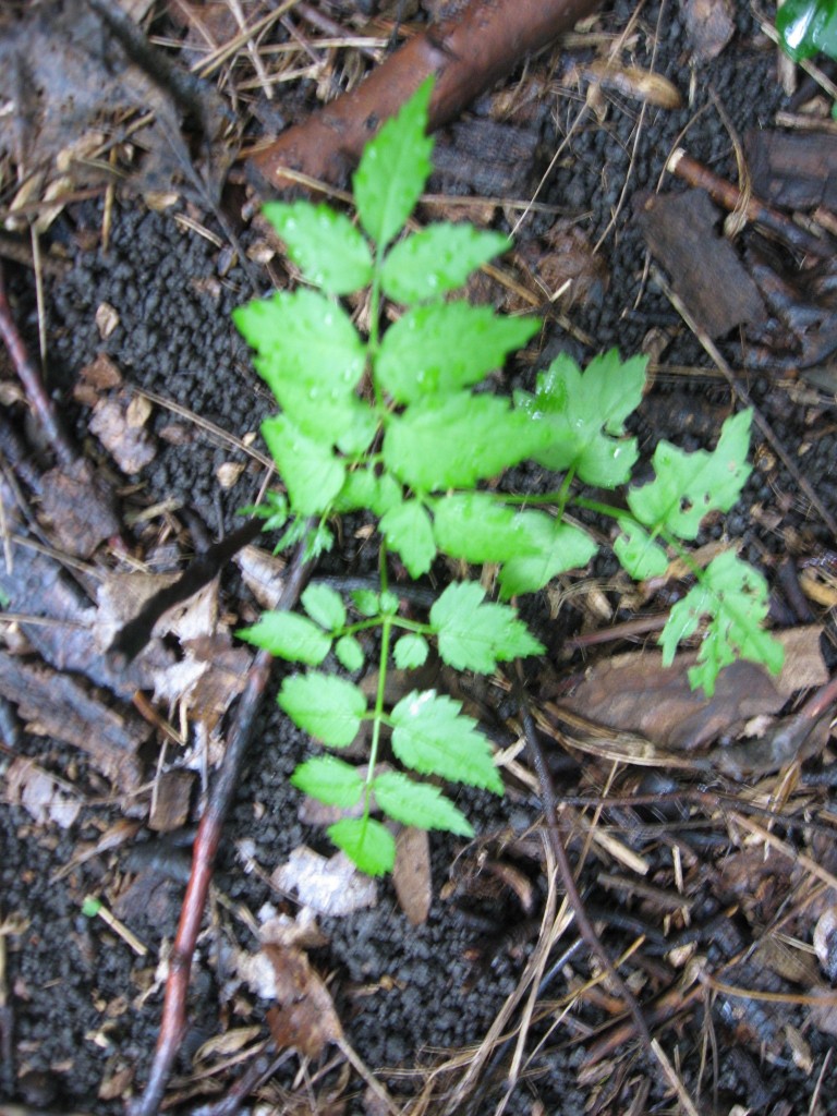 Aralia elata, The Japanese Angelica Tree, Fairmount Park. Philadelphia Aralia elata, The Japanese Angelica Tree, Fairmount Park. Philadelphia
