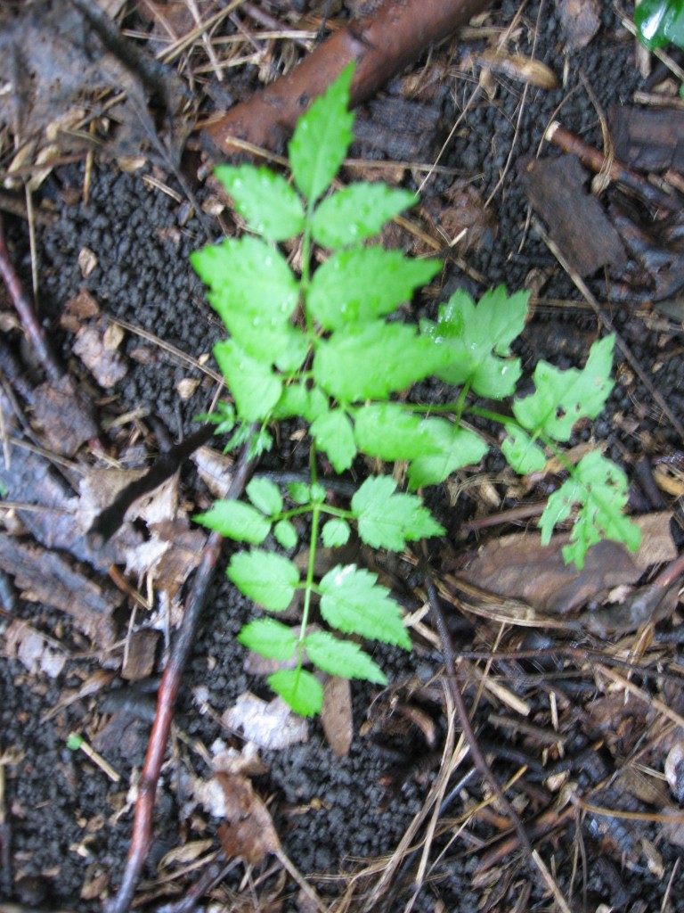 Aralia elata, The Japanese Angelica Tree, Fairmount Park. Philadelphia