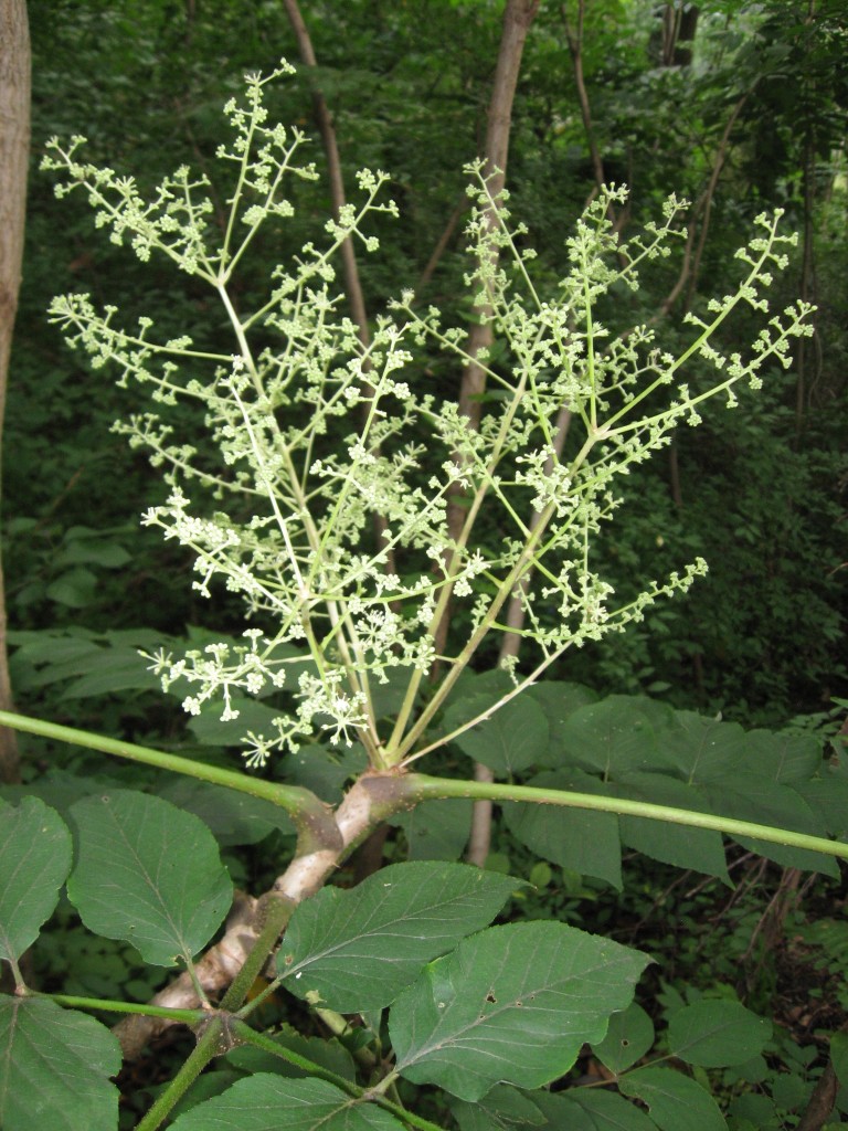 Aralia elata, The Japanese Angelica Tree, Fairmount Park. Philadelphia