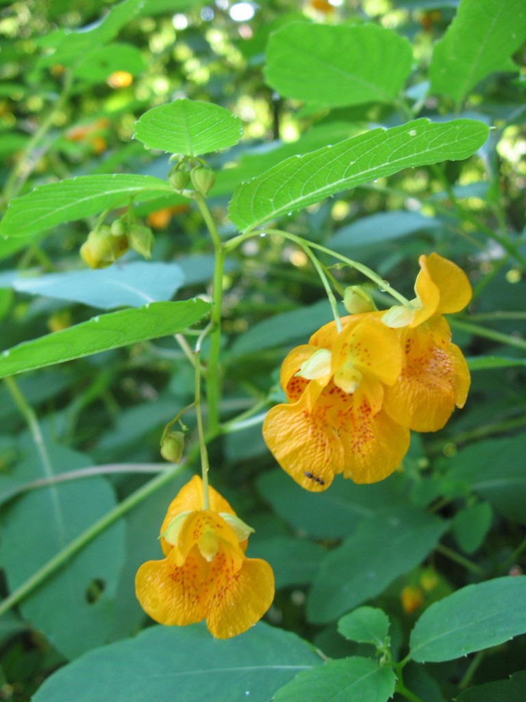 Jewelweed, Impatiens capensis, reaches peak bloom in Fairmount Park's Horticultural Center, Philadelphia, Pennsylvania