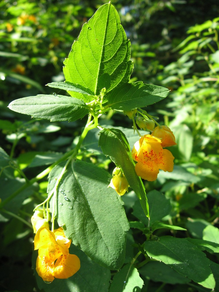 Jewelweed, Impatiens capensis, reaches peak bloom in Fairmount Park's Horticultural Center, Philadelphia, Pennsylvania